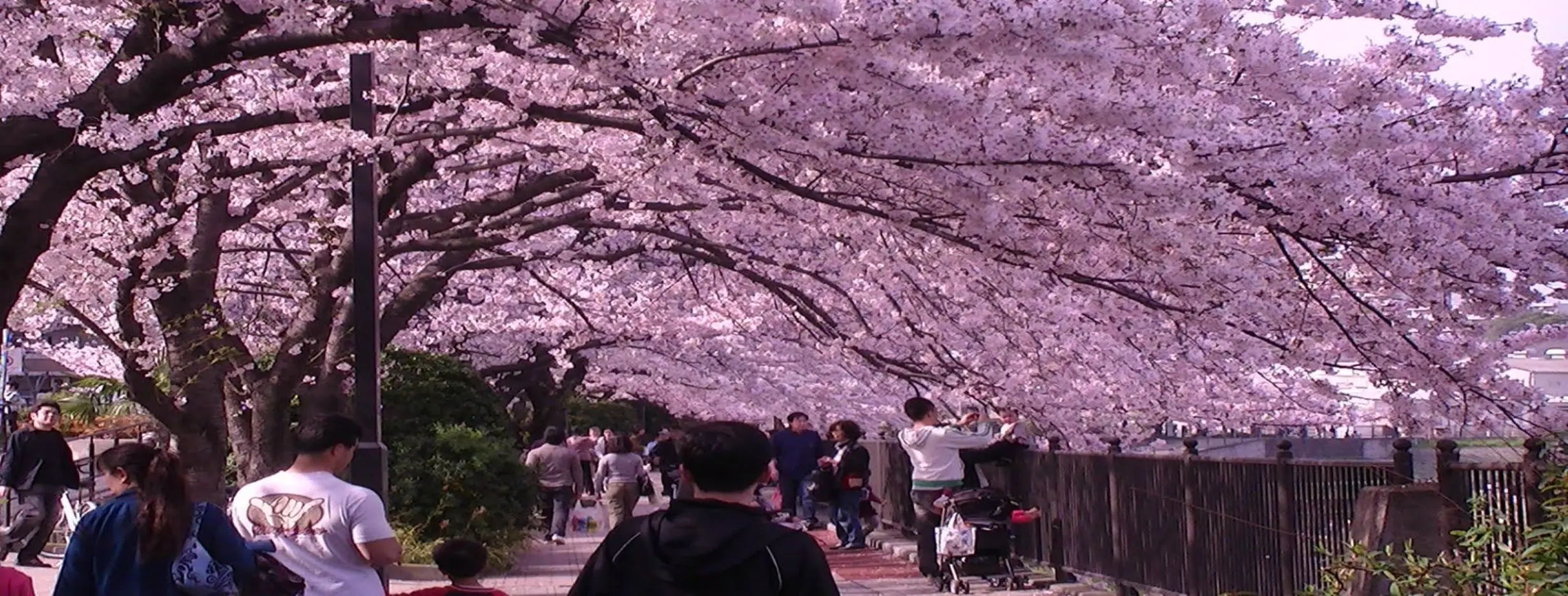 Image for Cherry Blossom Viewing